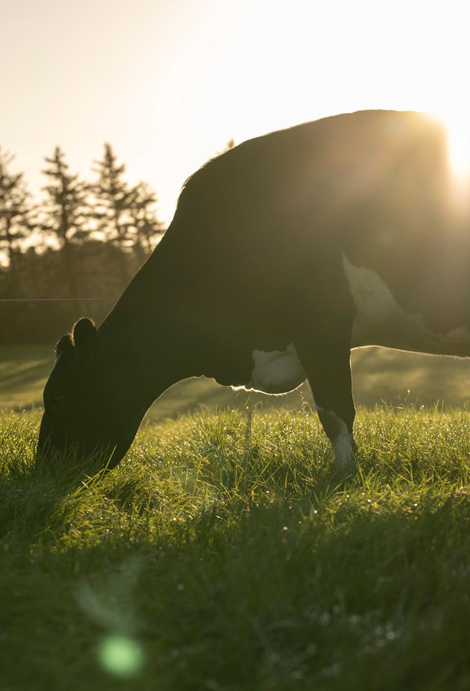 cow-eating-grass-in-field-with-soft-sunlight-and-grass-fed-from-bord-bia-logo-overlay