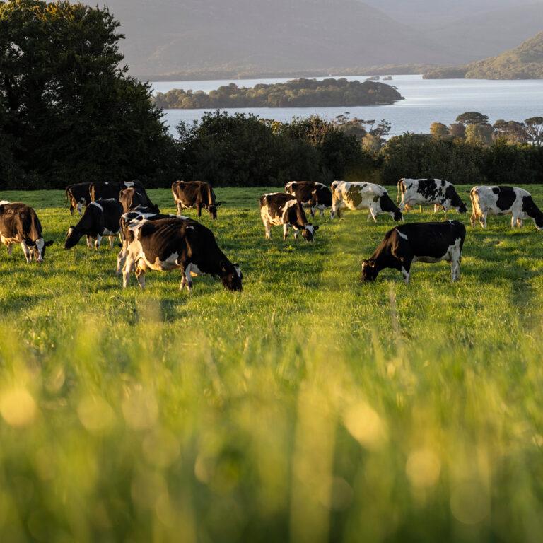 field-with-cows